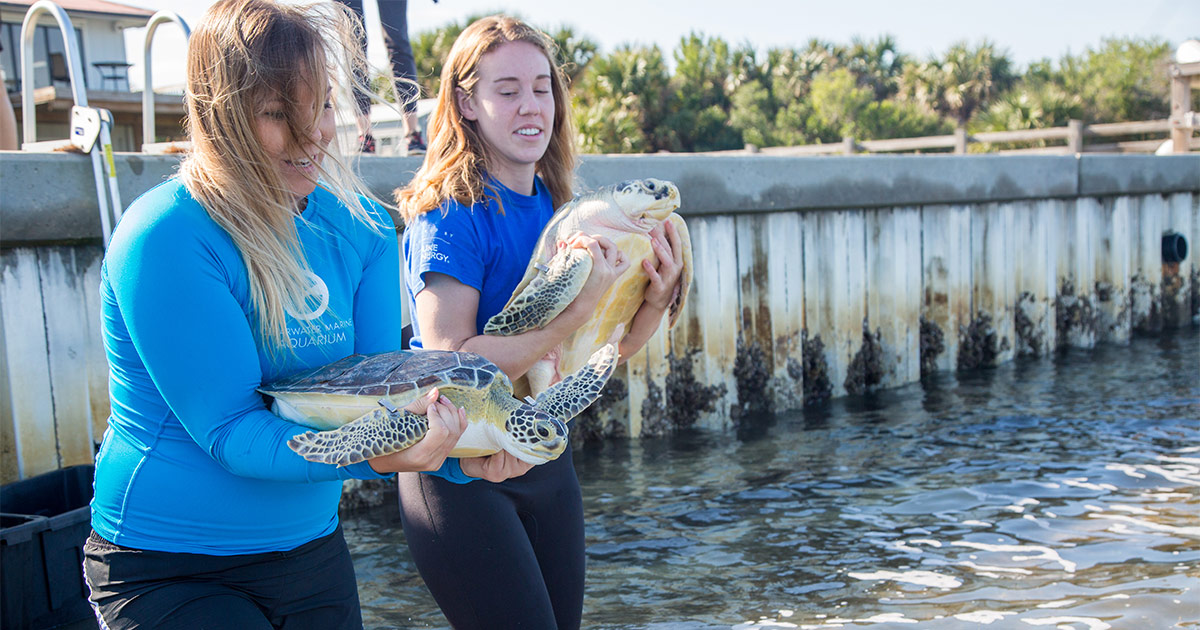 Yeti and Honeysuckle sea turtle release