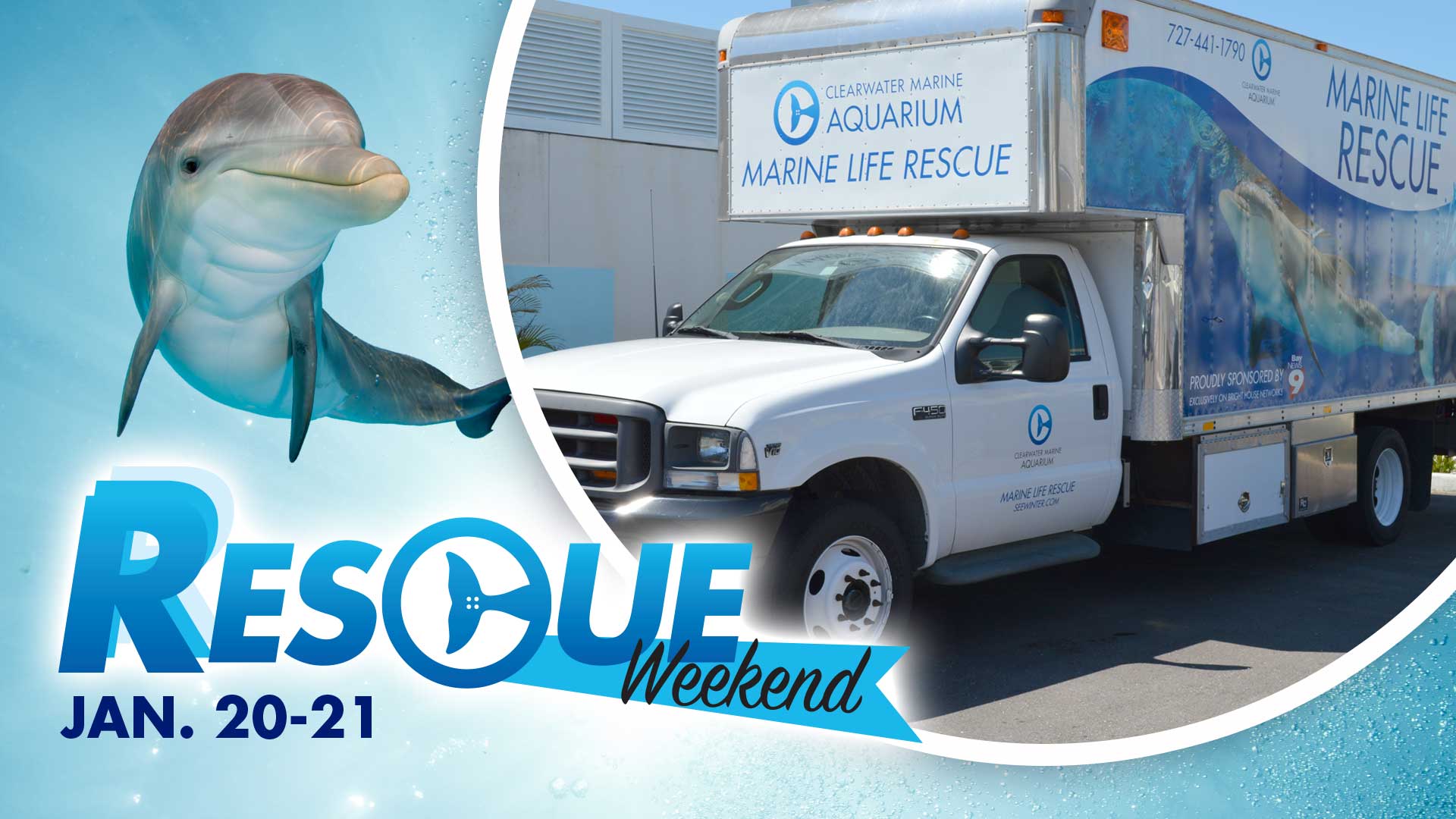 clearwater marine aquarium cameras clearwater marine aquarium cameras