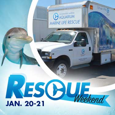 Rescue Weekend