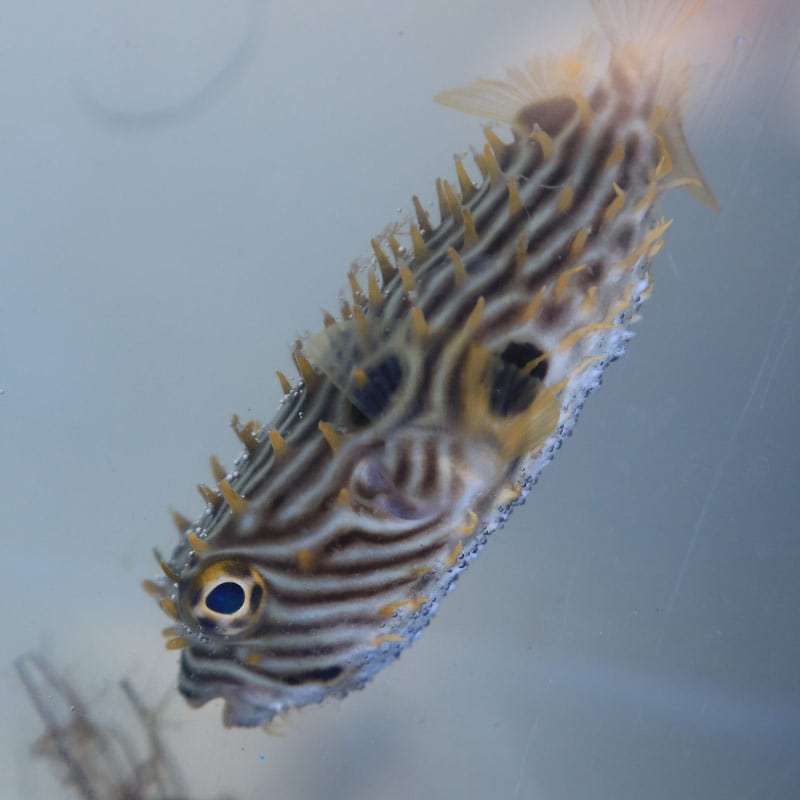 burrfish puffer