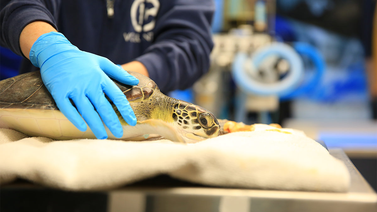 sea turtle rehab