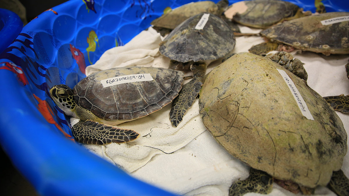 group of rescued cold sea turtles in dry dock rehab pool