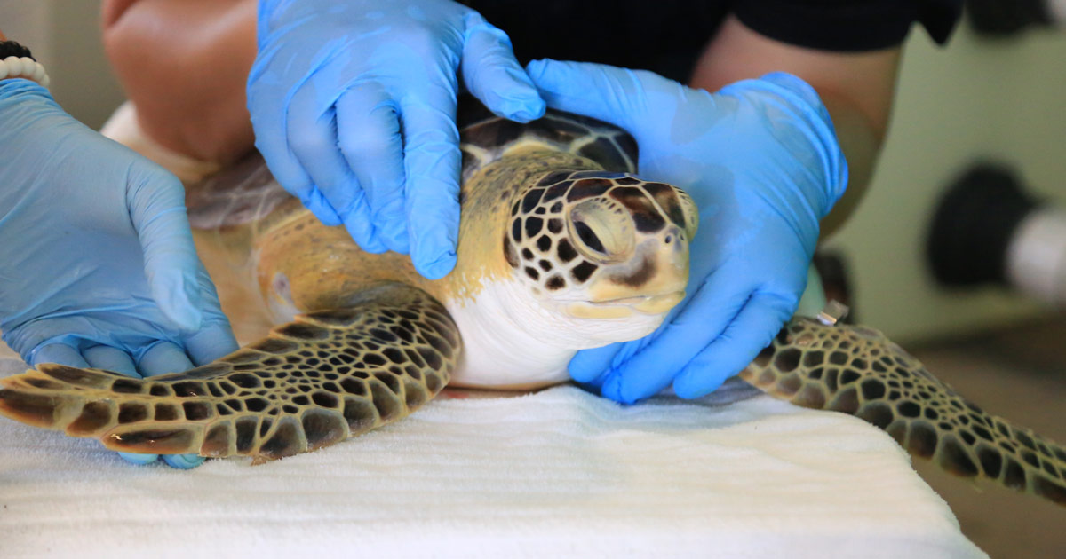 gardenia sea turtle patient