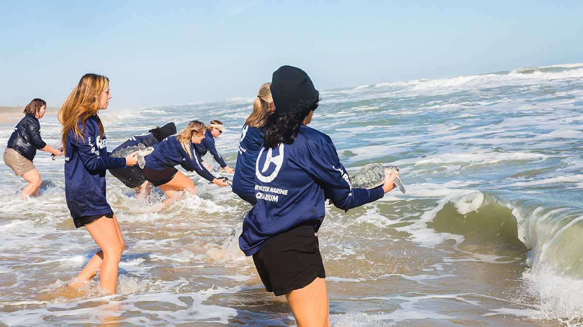 Kemp's ridley sea turtle release on East Coast