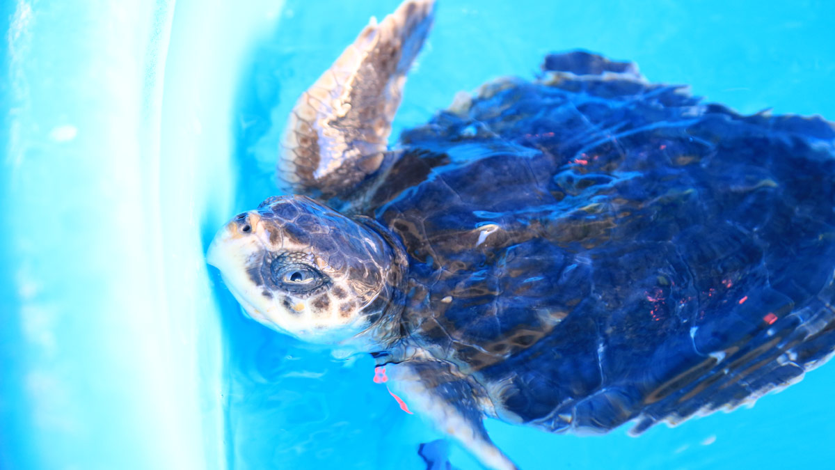 kemp's ridley sea turtle in rehabpool