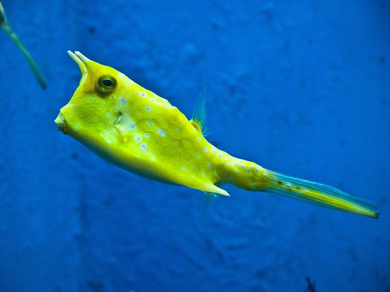 cowfish