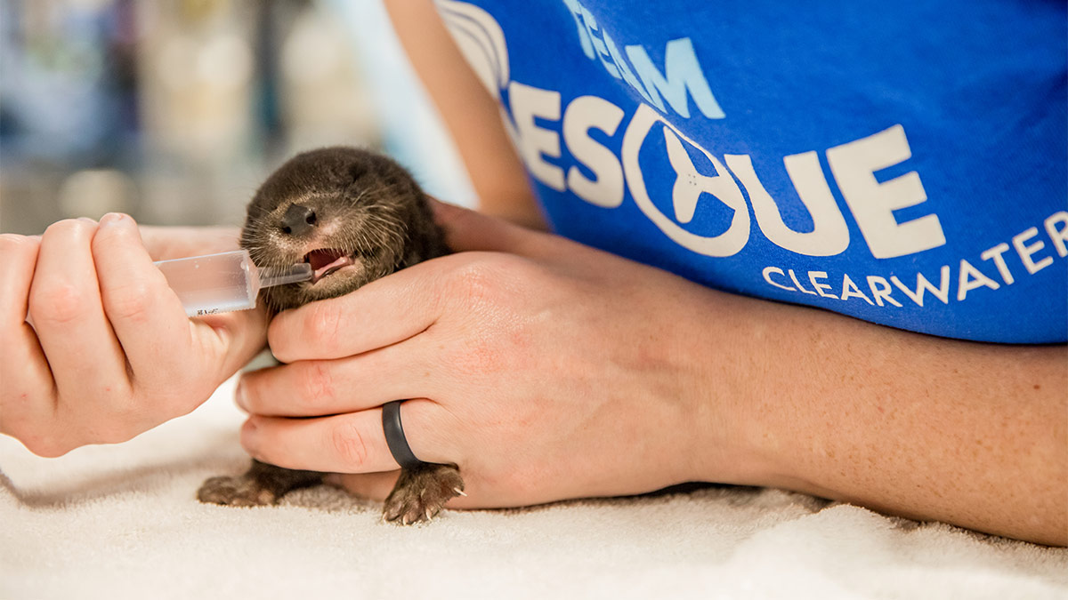 Petunia the otter kit baby