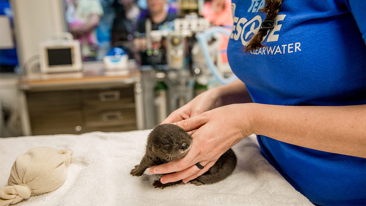 petunia the otter kit