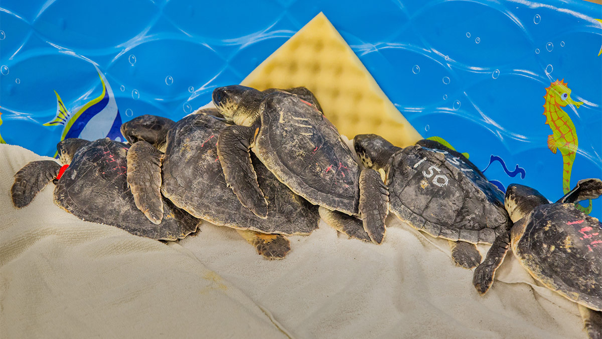 cold-stun kemp's ridley sea turtles