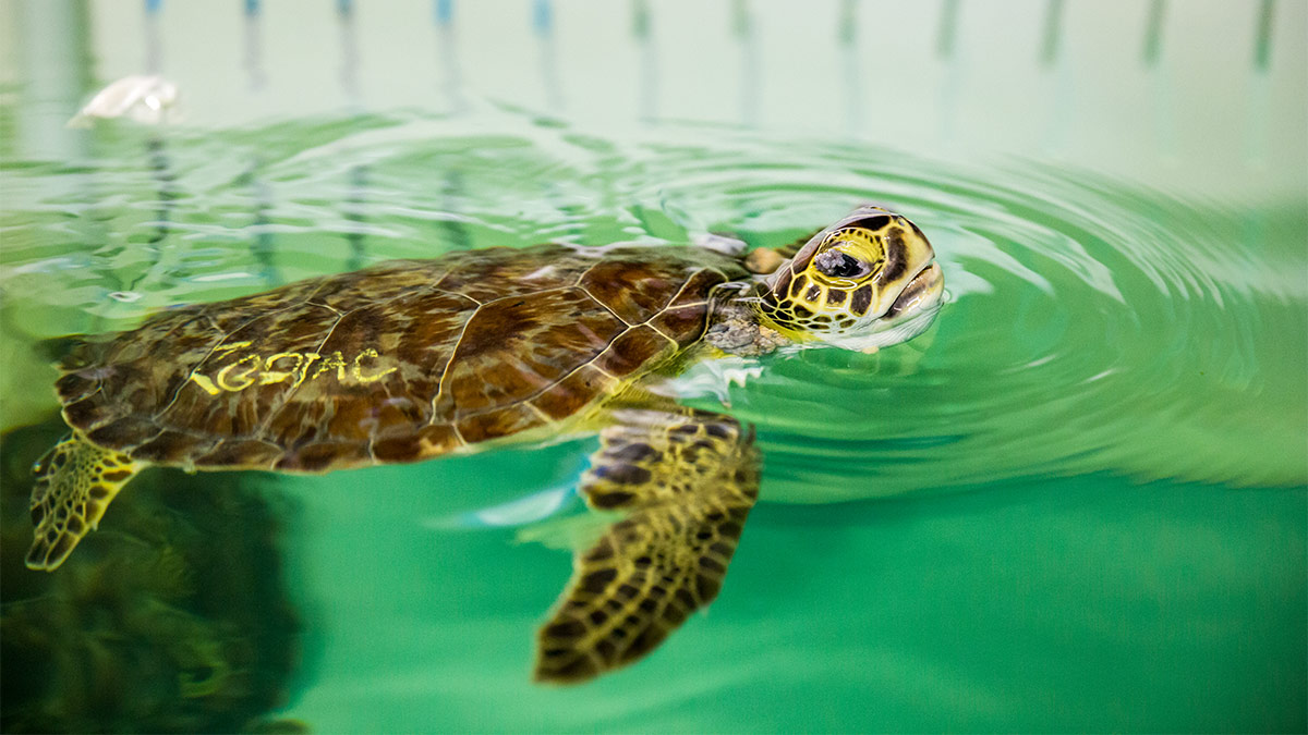 sea turtle rehab zodiac