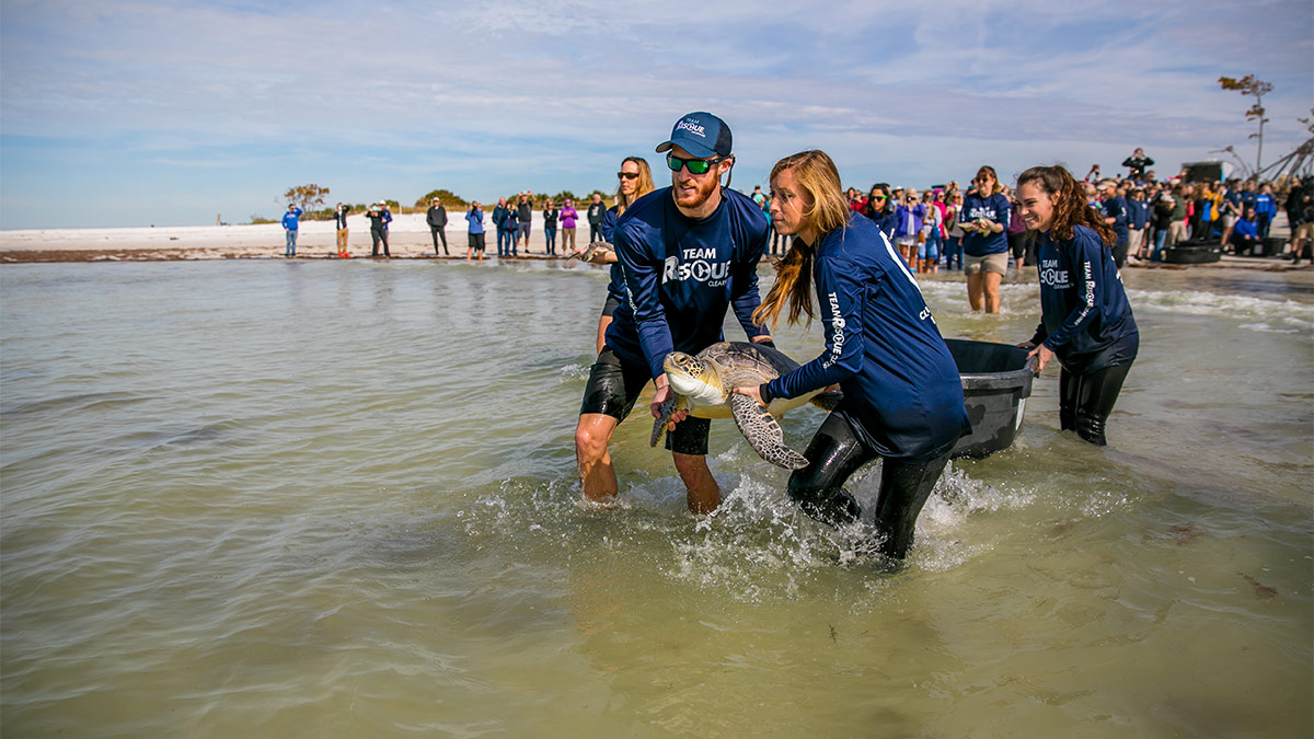 sea turtle release