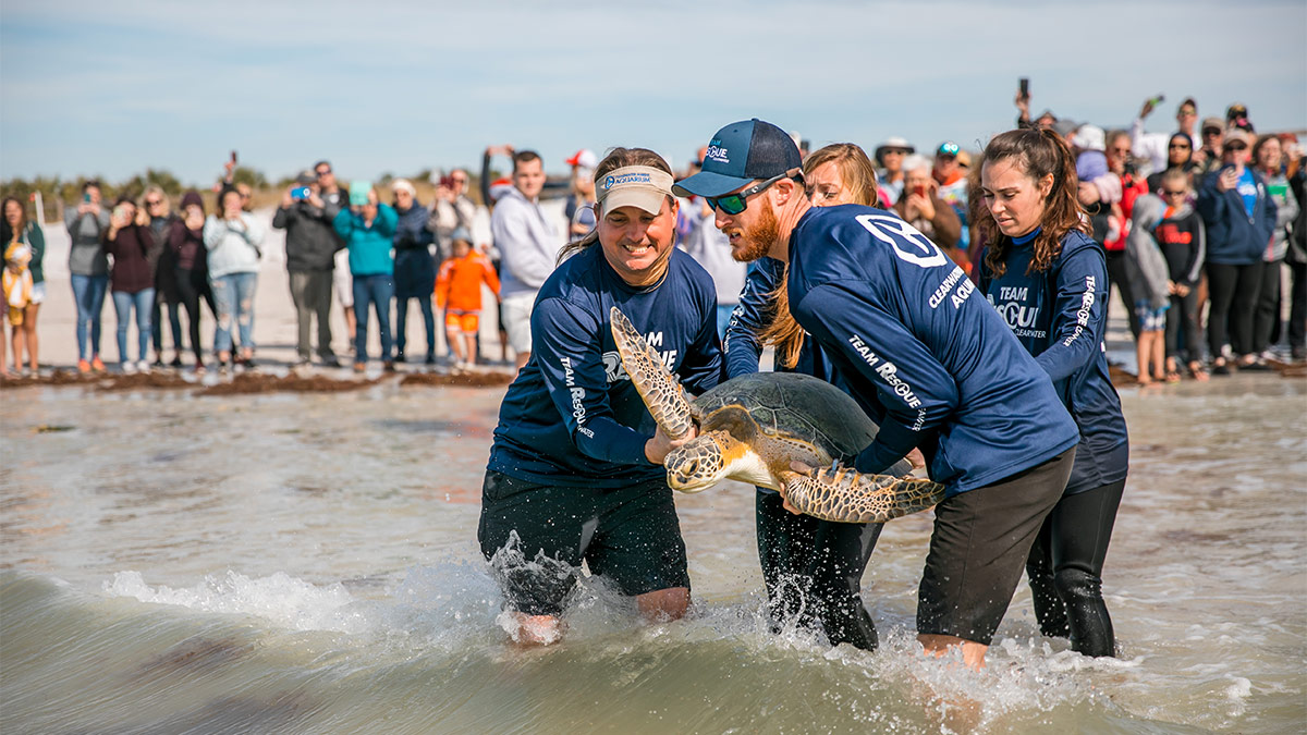 green sea turtle release