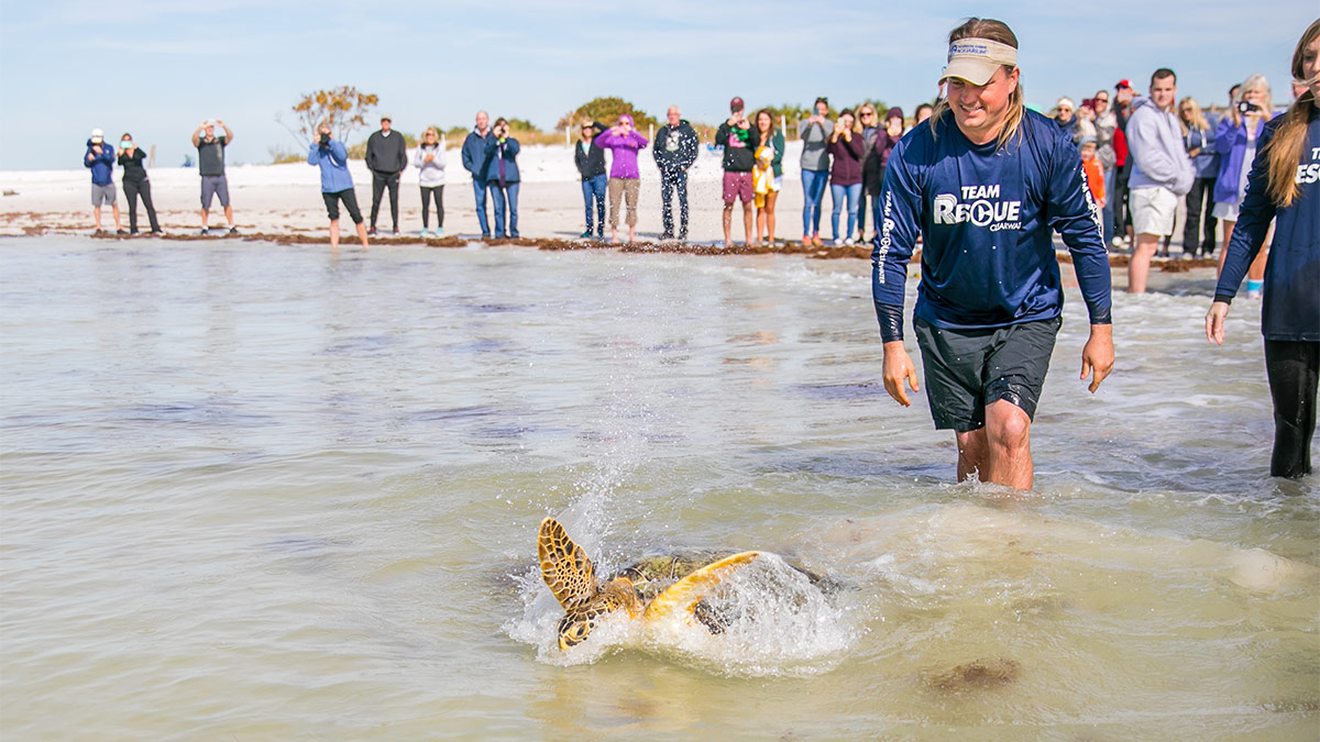 sea turtle release