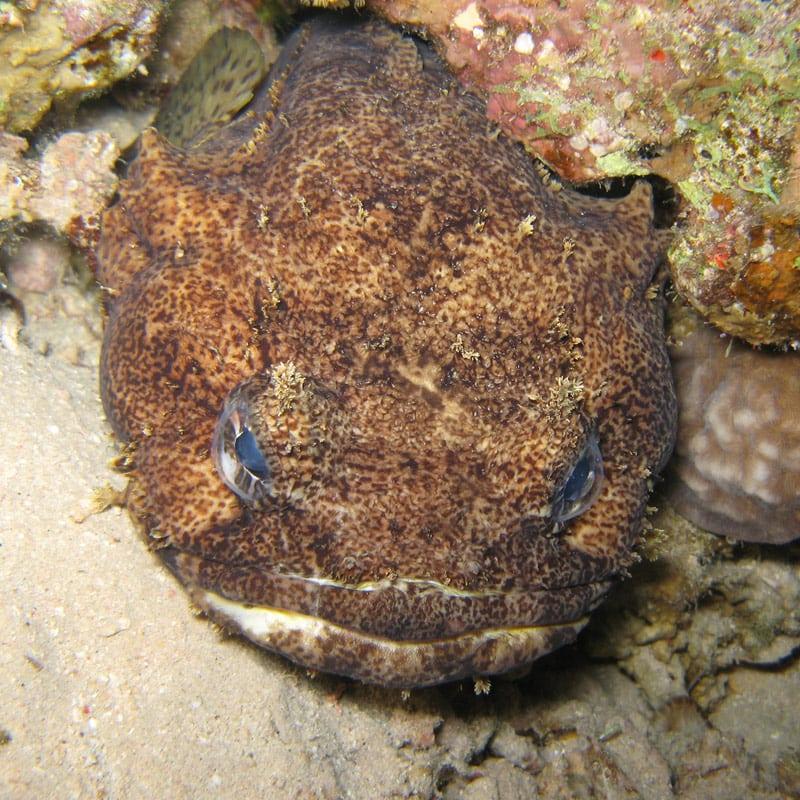 toadfish