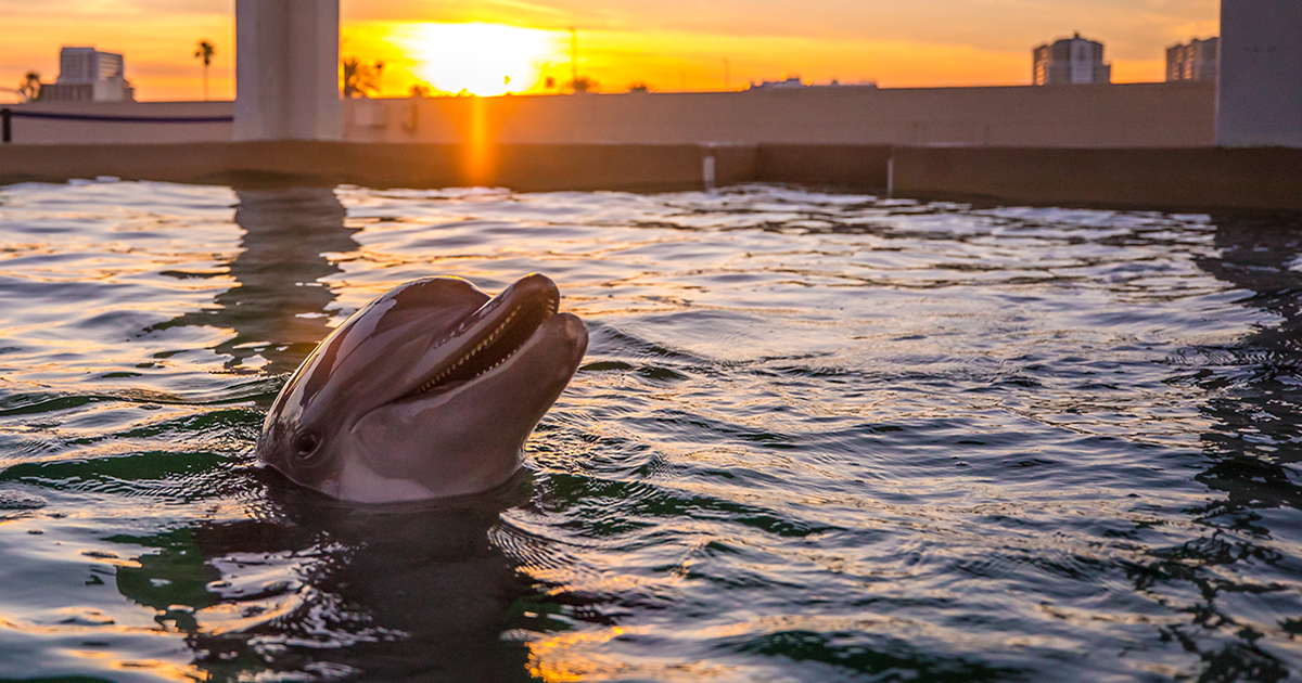 Nicholas the dolphin at sunset