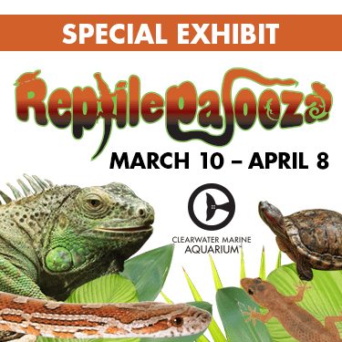 Reptilepalooza