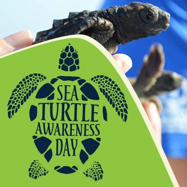 sea turtle awareness day