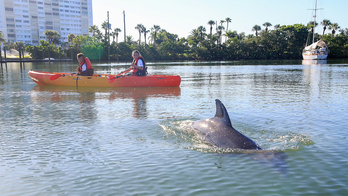 dolphin swimming by camp kayak