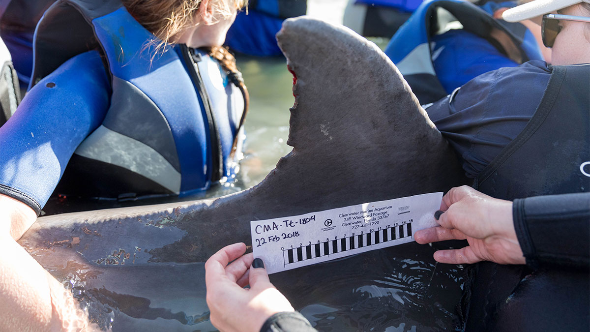 dolphin dorsal id 