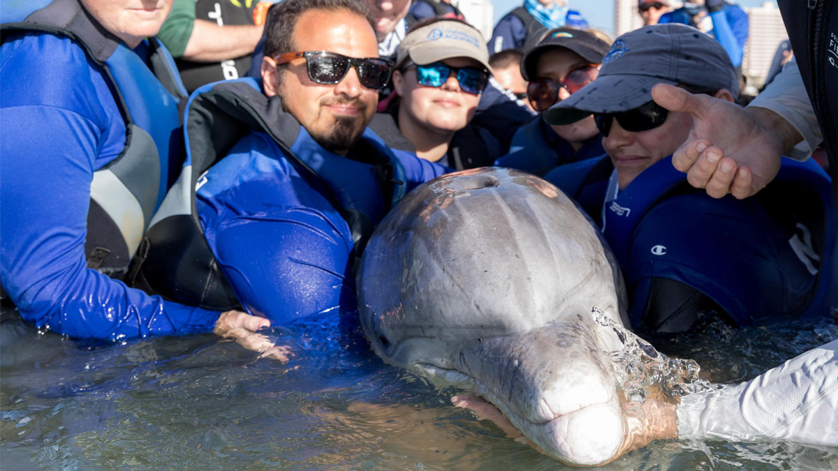 dolphin rescue team