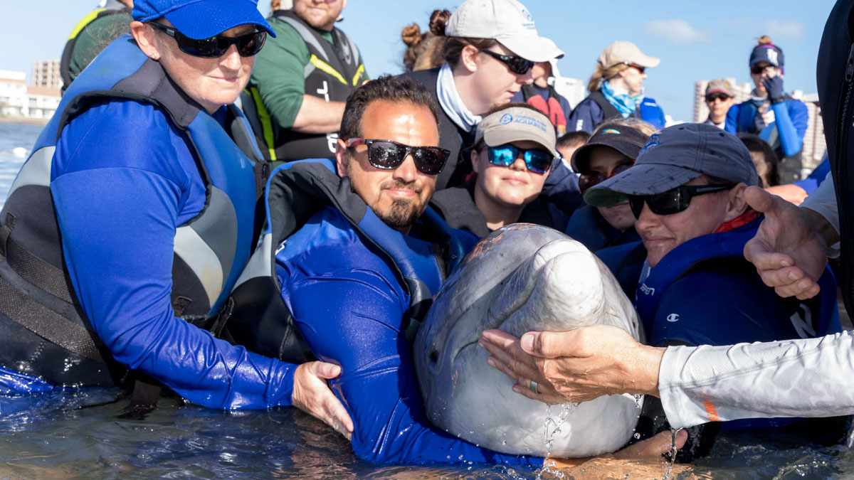 rescue team in water for dolphin disentanglement