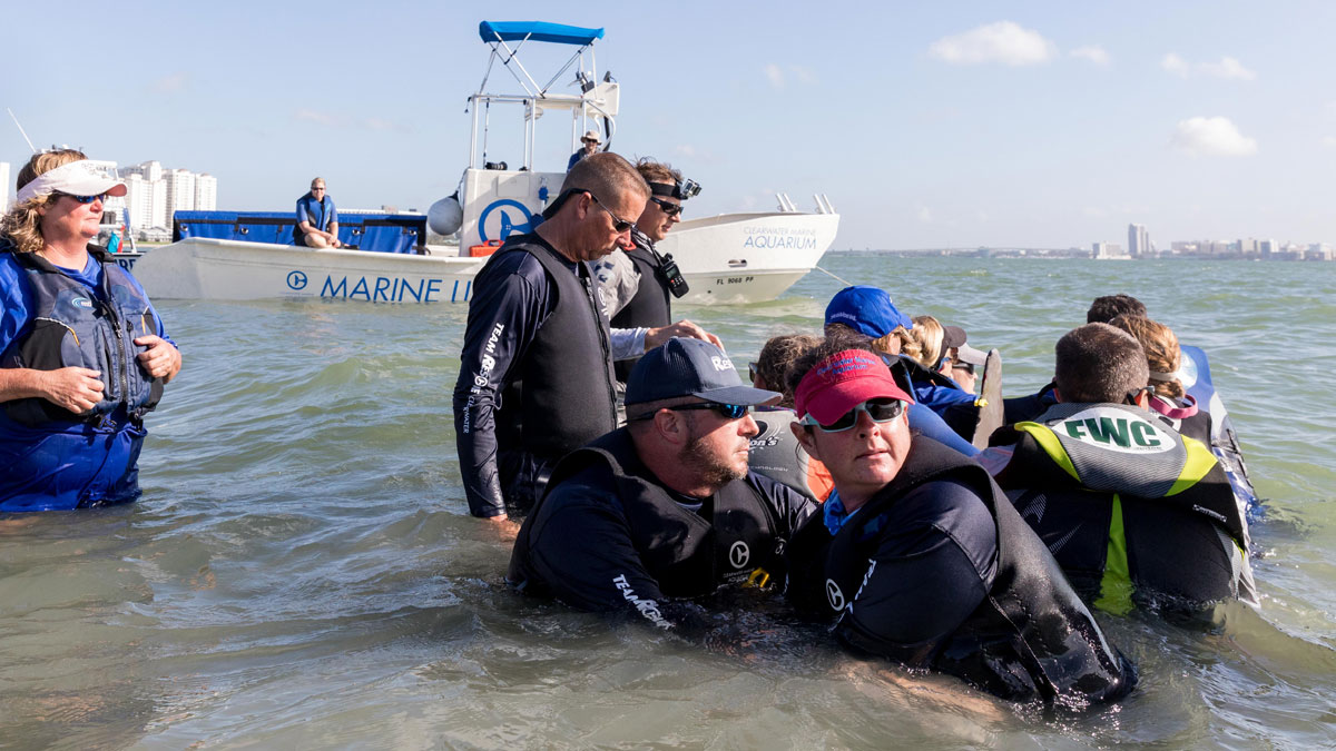 rescue teams disentangling dolphin