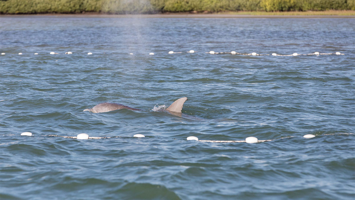 dolphin swimming