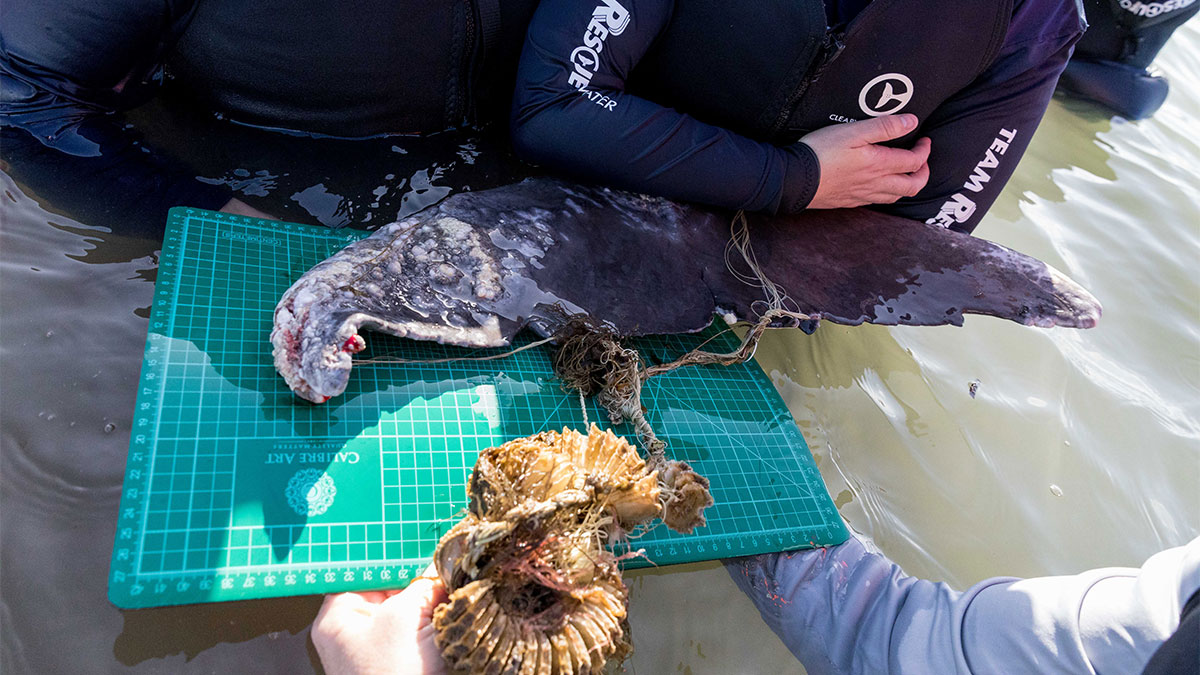 entangled dolphin fluke