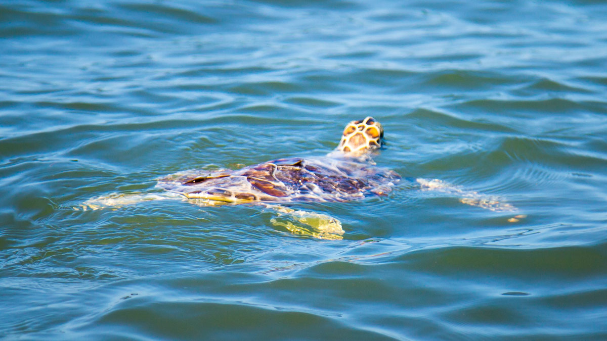 released sea turtle swimming