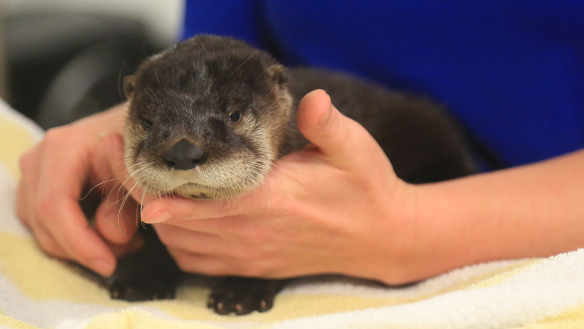 abe the otter kit