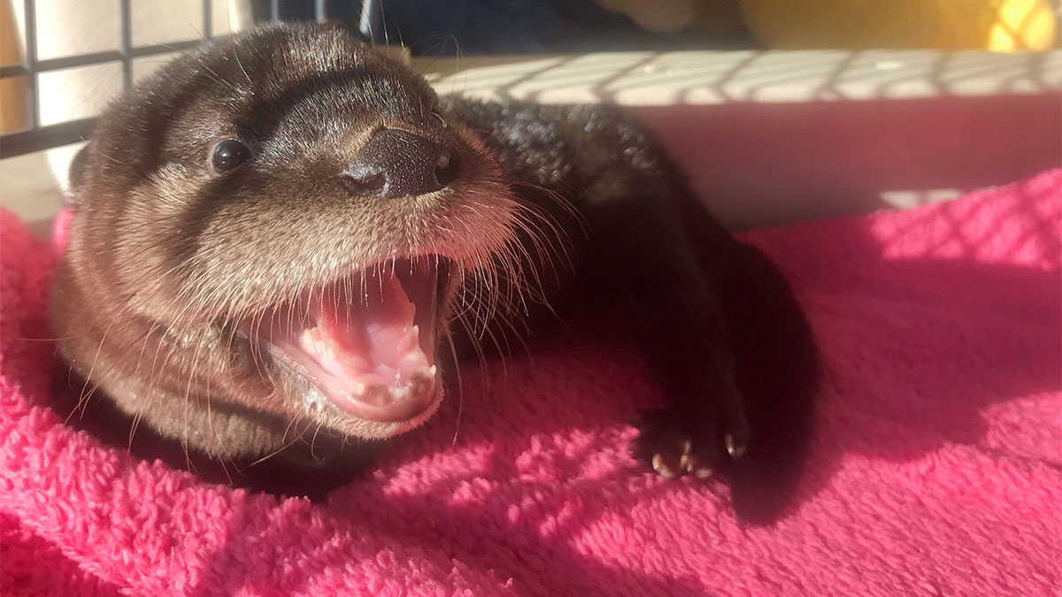 abe the otter kit