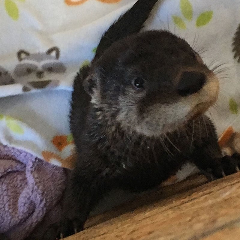 abe the otter baby