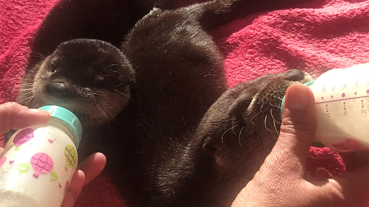 abe the otter kit
