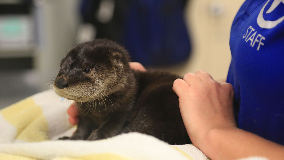 abe the otter kit