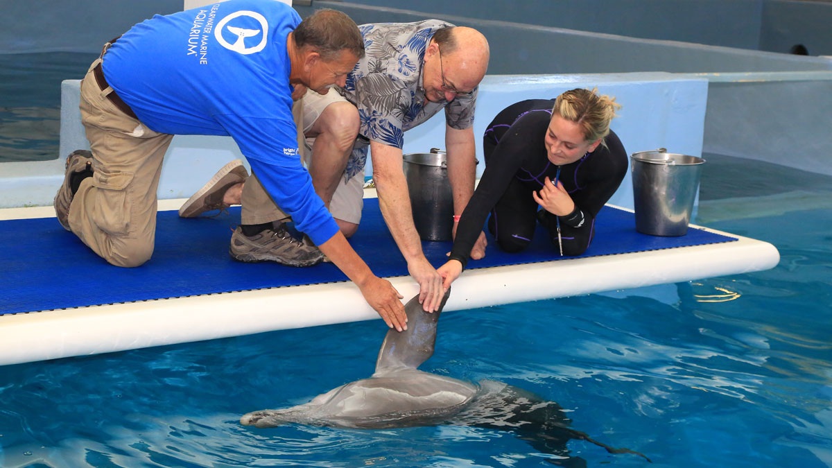 Bill Bushman on dolphin platform