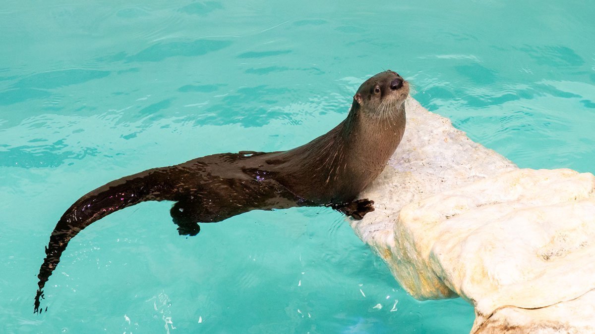 Boomer, a river otter