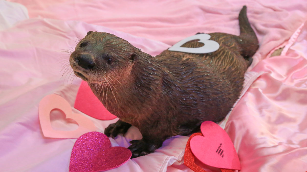 cooper the otter with hearts