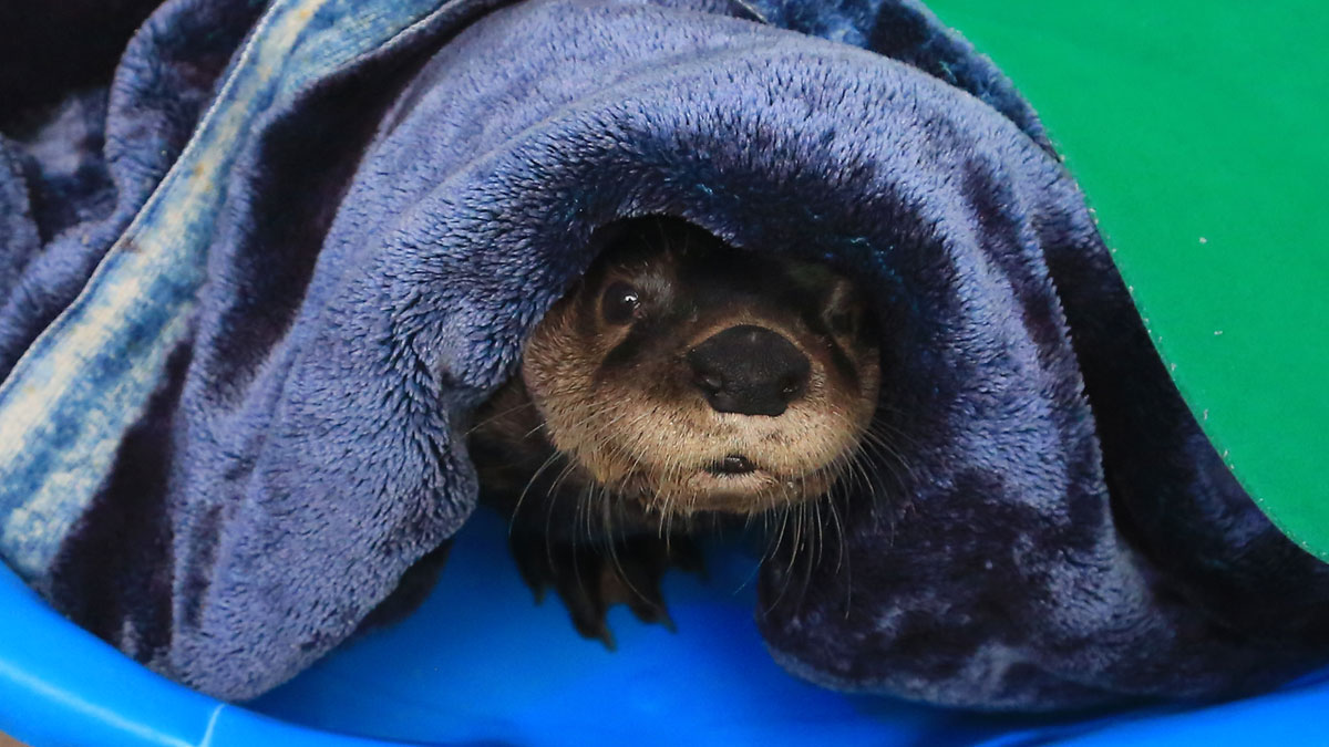 cooper otter blankets