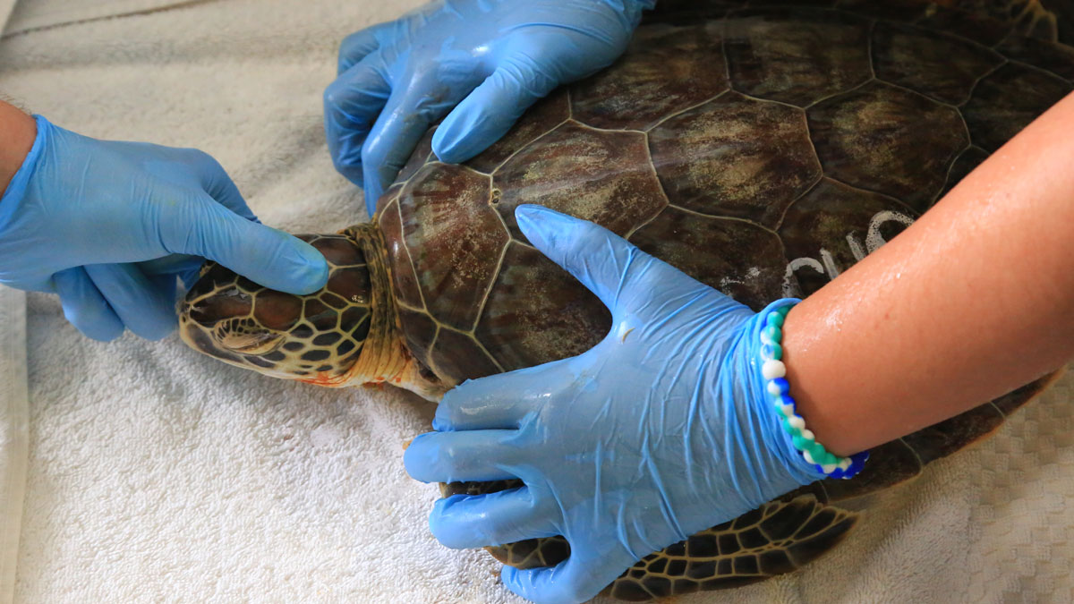 echo sea turtle hospital patient