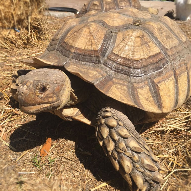 elvis sulcata tortoise