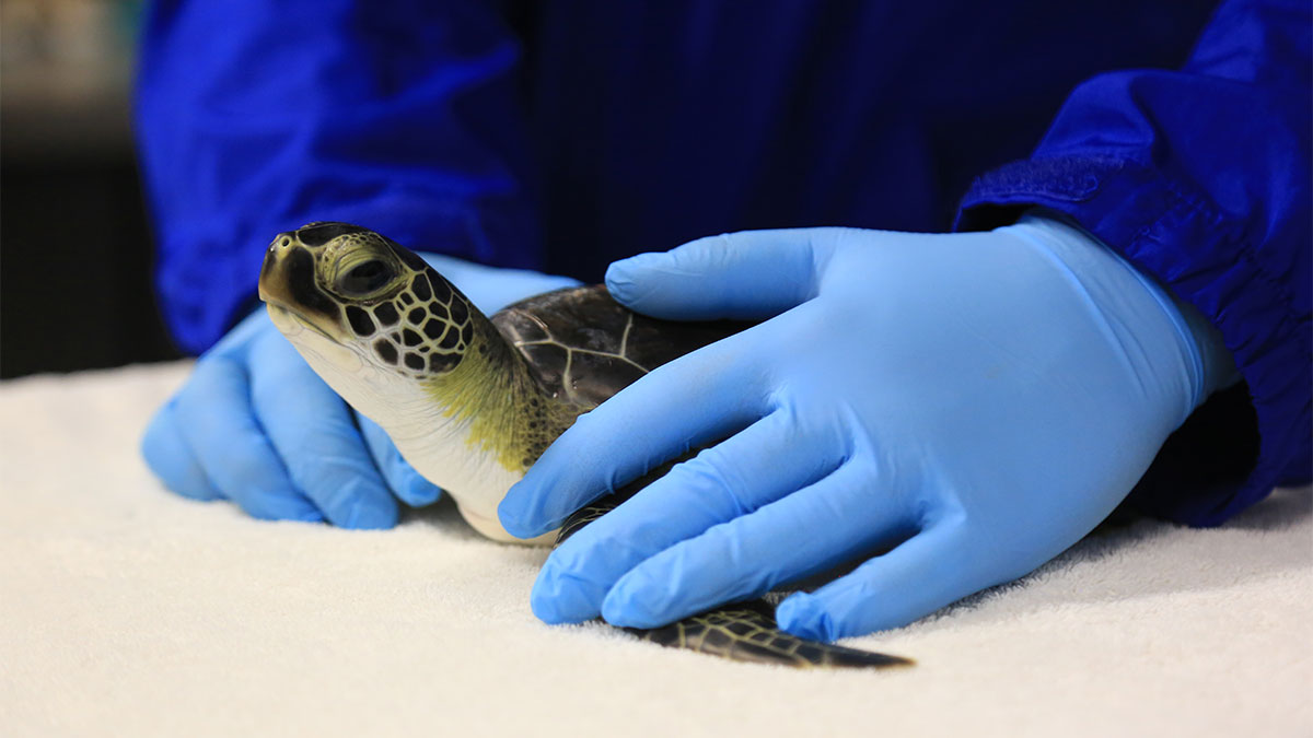 feta green sea turtle rehab