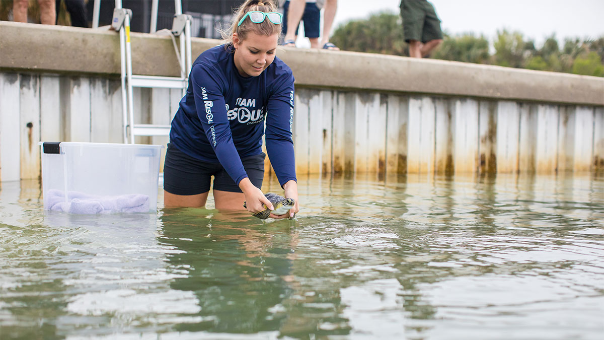 feta greens ea turtle release