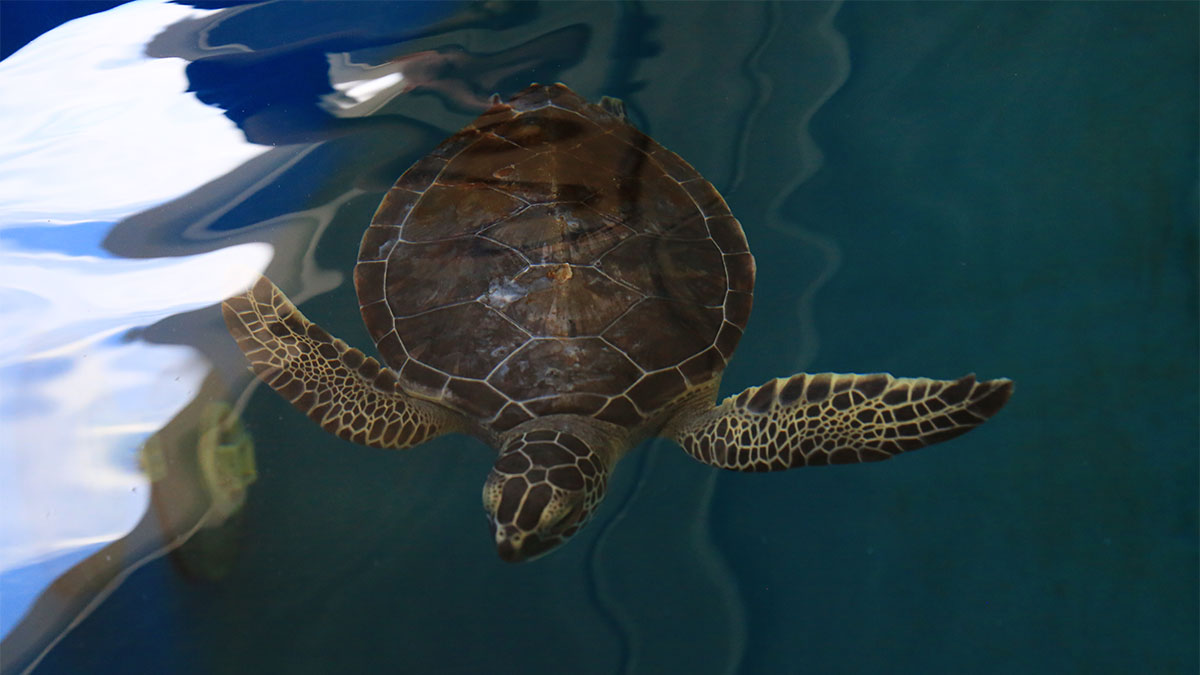 Feta green sea turtle swimming