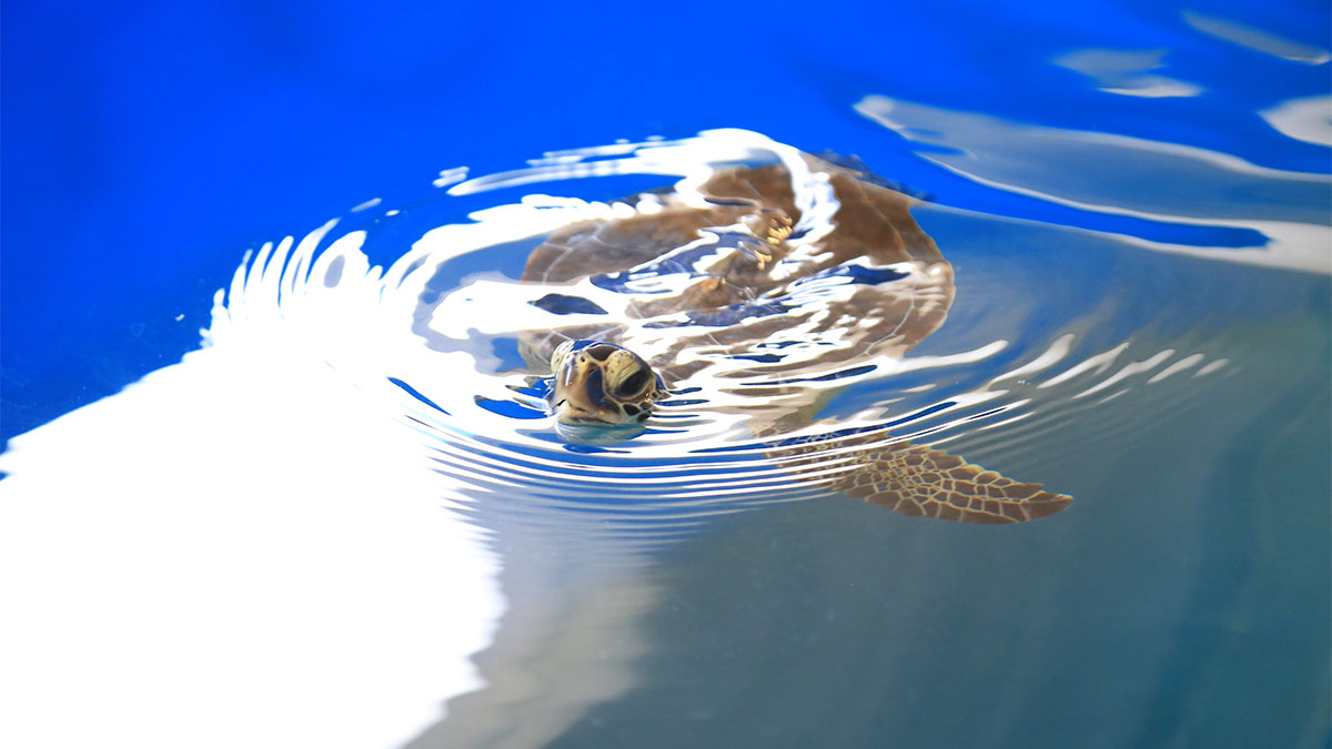 feta green sea turtle rehab pool
