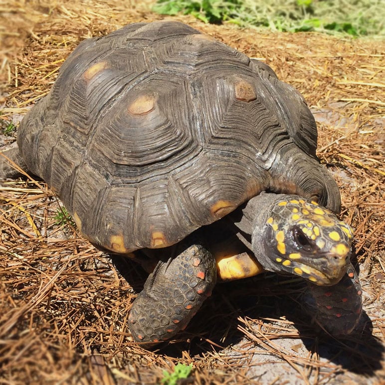 jedi red footed tortoise