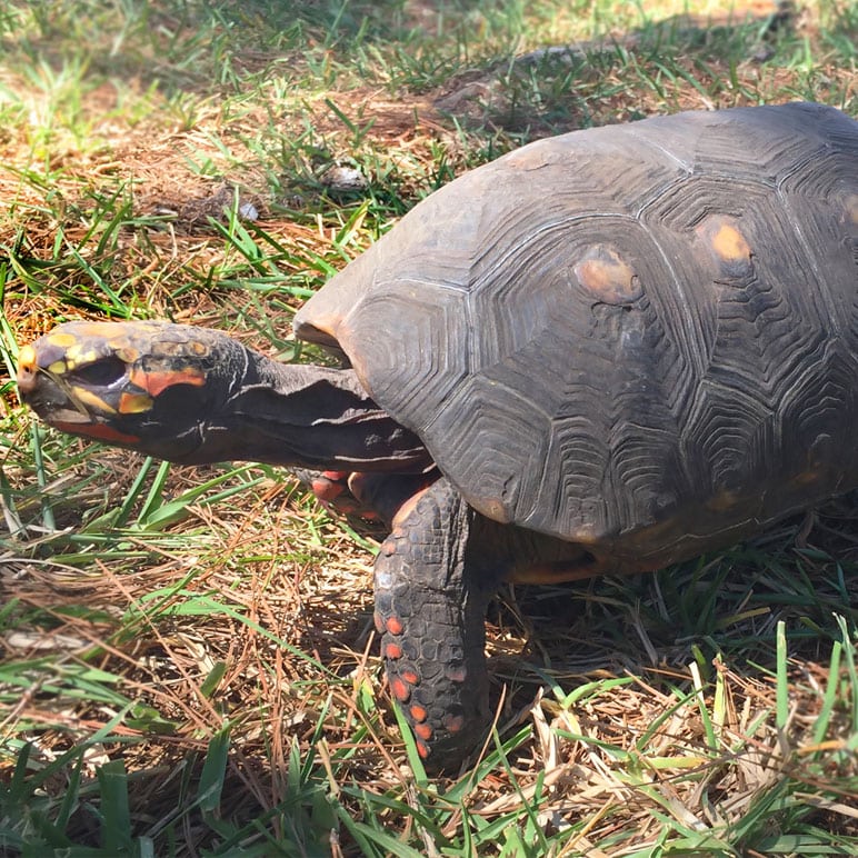 mango red footed tortoise