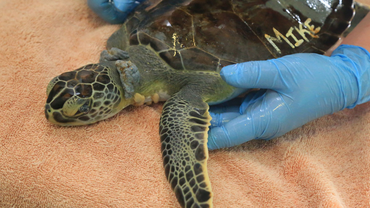 Mike Sea Turtle Patient