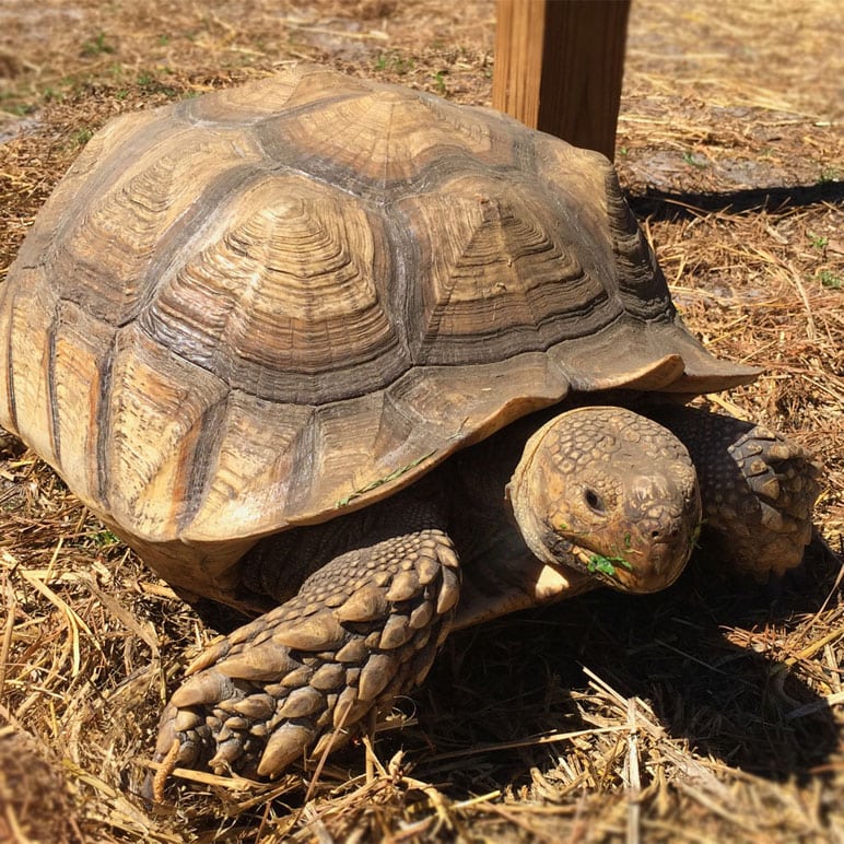 priscilla sulcata tortoise