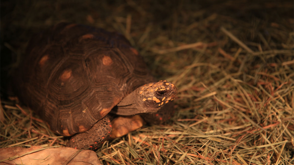 red footed tortoise