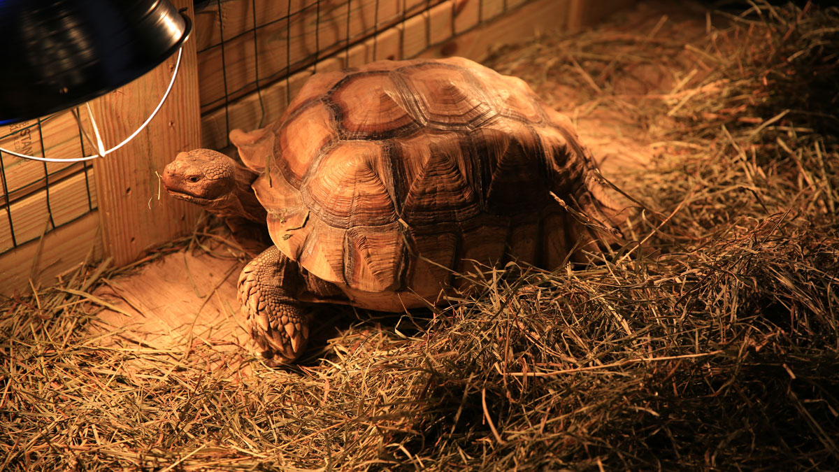 sulcata tortoise